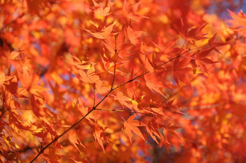 Foliage Season in Japan